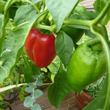 Capsicum (California Wonder) seeds $3.50