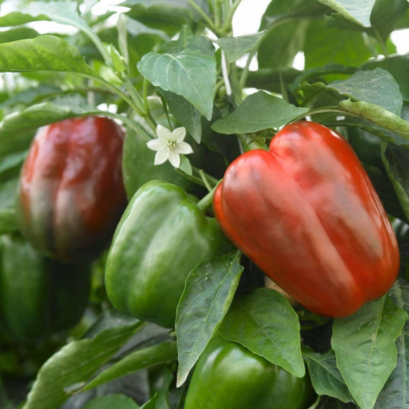 Capsicum (California Wonder) seeds $3.50