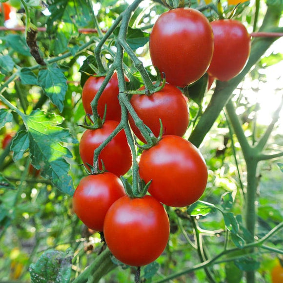 Tomato (Sweetie) seeds $3.50