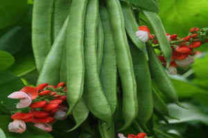 Bean (Scarlett runner) seeds $3.50