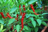 Capsicum (Long Red) seeds $3.50