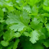 Parsley (Italian) seeds $3.50