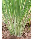 Lemon grass seeds $3.50