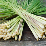 Lemon grass seeds $3.50