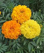 Marigold (African) seeds $3.50