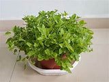 Oregano seeds $3.50