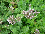 Oregano seeds $3.50