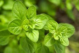 Oregano seeds $3.50