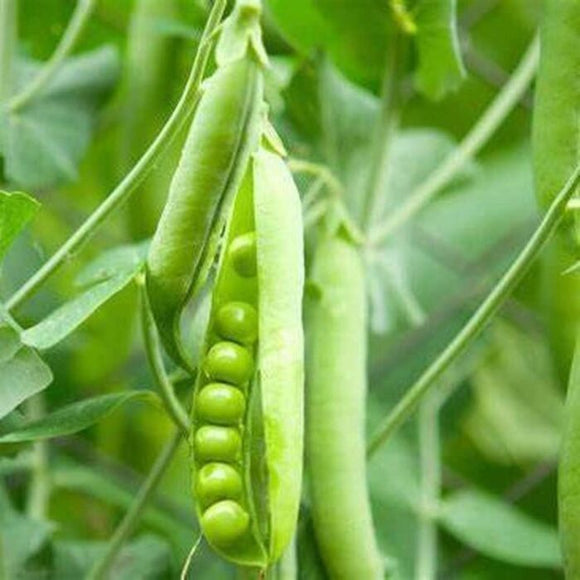 Pea (WF Massey) seeds $3.50