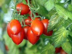 Tomato (Roma) seeds $3.50