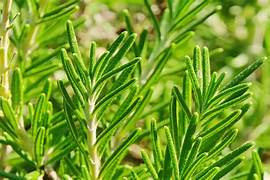 Rosemary bush seeds $3.50