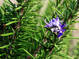 Rosemary bush seeds $3.50