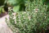 Thyme garden seeds $3.50