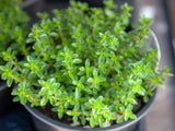 Thyme garden seeds $3.50