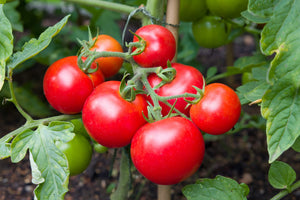 Tomato (Moneymaker) seeds $3.50