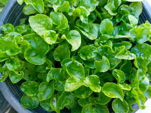 Watercress seeds $3.50