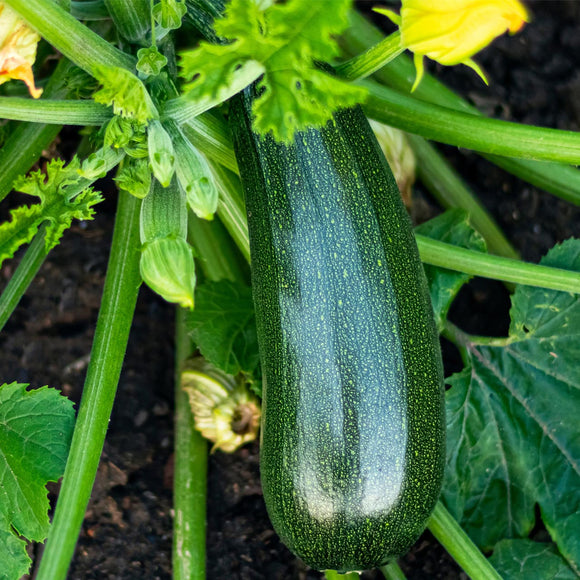 Zucchini (Black) seeds $3.50